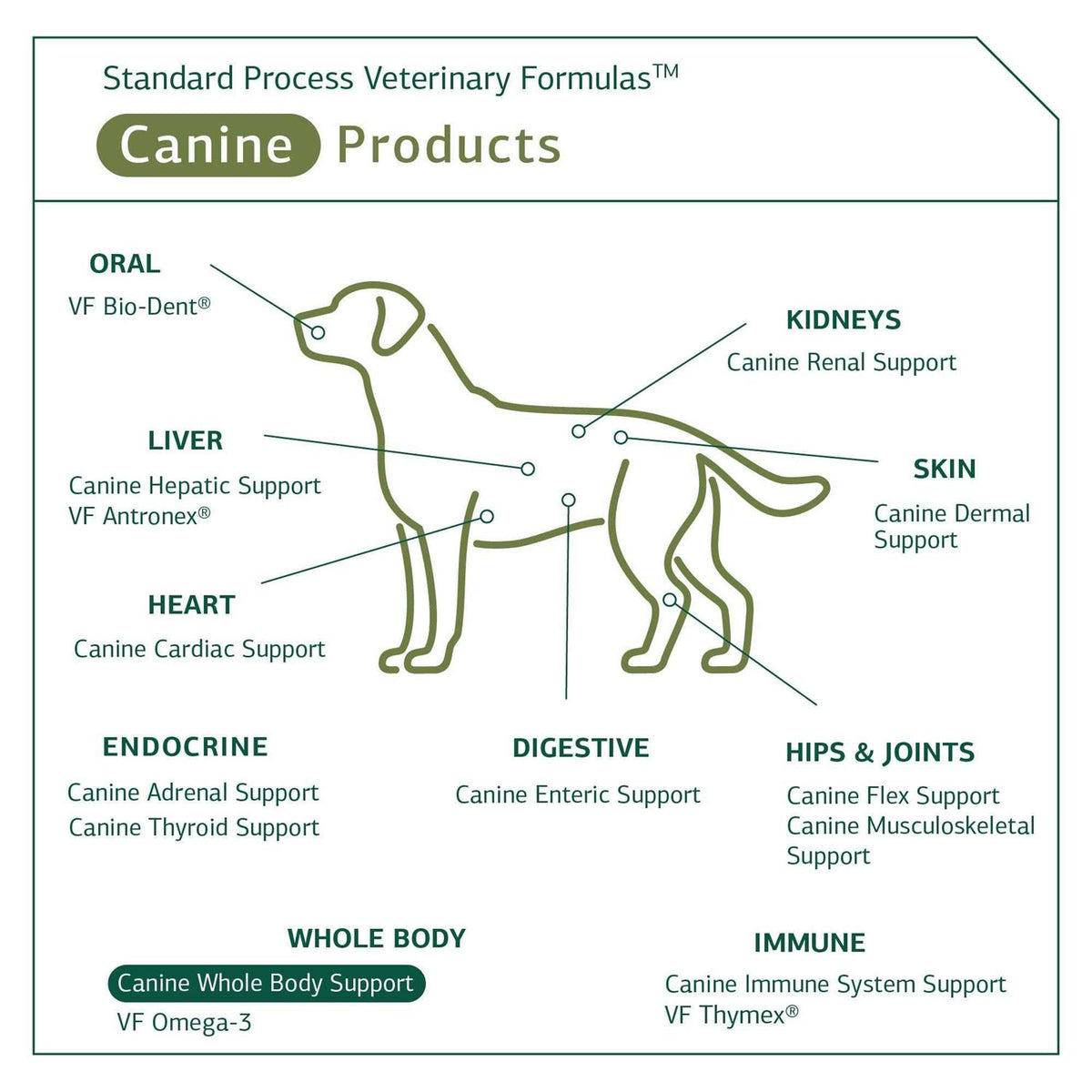 Canine Whole Body Support V136934