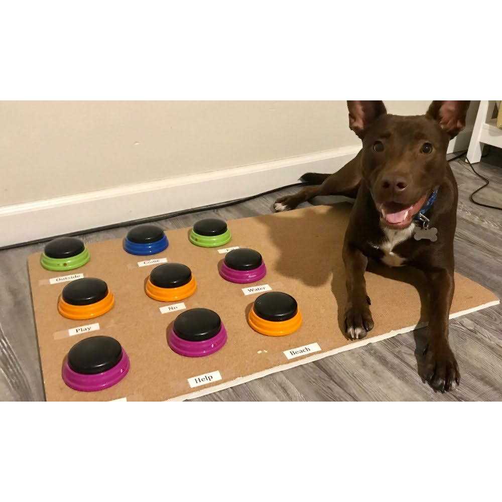 Talking Pet Starter Set R9554